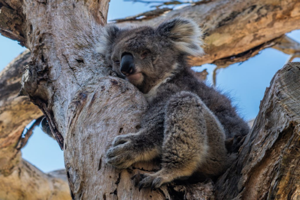 australiaA australiaA