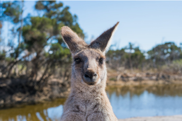 australiaB australiaB