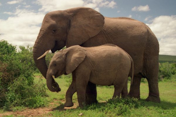 elephantsafrica